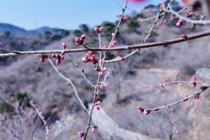 重庆卫视回看直播回放